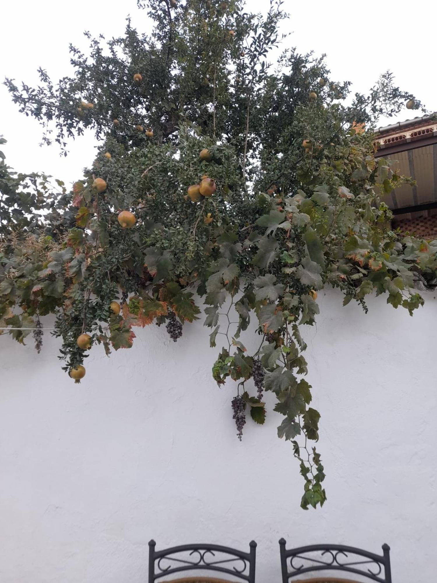El Molino De Aceite Villa Baeza Exterior foto